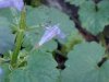 Ground Ivy; Gill-over-the-ground;  Creeping Charlie (Glechoma  hederacea)
