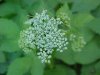 Wild Angelica (Angelica triquinata) - described as closely resembling the very poisoness Water Hemlock (Cicuta maculata)