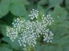 Wild Angelica (Angelica   triquinata) - described as closely  resembling the very poisoness Water Hemlock (Cicuta maculata)