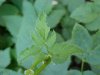 Wild Angelica (Angelica   triquinata) - described as closely  resembling the very poisoness Water Hemlock (Cicuta maculata)