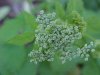 Wild Angelica (Angelica triquinata) - described as closely resembling the very poisoness Water Hemlock (Cicuta maculata)