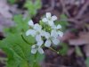 Garlic Mustard (Alliaria petiolata)