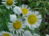 Philadelphia Fleabane (Erigeron philadelphicus)