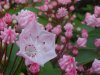 Mountain Laurel (Kalmia latifolia)