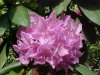 Mountain Rosebay; Catawba Rhododendron (Rhodododendron catawbiense)