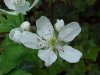 Allegheny Blackberry (Rubus allegheniensis porter agg)