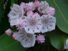 Mountain Laurel (Kalmia latifolia)