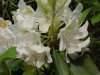 Mountain Rosebay; Catawba Rhododendron (Rhodododendron catawbiense)