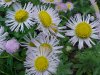 Philadelphia Fleabane (Erigeron philadelphicus)