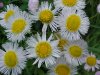 Philadelphia Fleabane (Erigeron philadelphicus)