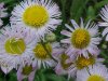 Philadelphia Fleabane (Erigeron philadelphicus)