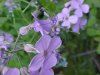 Dame's Rocket; Dame's Violet; Mother-of-the-Evening (Hesperis matronalis)