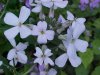 Dame's Rocket; Dame's Violet; Mother-of-the-Evening (Hesperis matronalis)