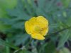 Common Buttercup (Ranunculus acris)