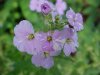 Dame's Rocket; Dame's Violet; Mother-of-the-Evening (Hesperis matronalis)