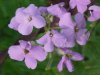Dame's Rocket; Dame's Violet; Mother-of-the-Evening (Hesperis matronalis)