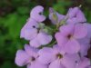 Dame's Rocket; Dame's Violet; Mother-of-the-Evening (Hesperis matronalis)