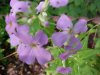 Dame's Rocket; Dame's Violet; Mother-of-the-Evening (Hesperis matronalis)