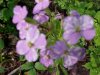 Dame's Rocket; Dame's Violet; Mother-of-the-Evening (Hesperis matronalis)