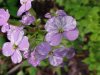 Dame's Rocket; Dame's Violet; Mother-of-the-Evening (Hesperis matronalis)