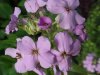 Dame's Rocket; Dame's Violet; Mother-of-the-Evening (Hesperis matronalis)