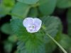 Germander Speedwell; Bird's-eye  Speedwell (Veronica chamaedrys)