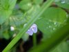 Germander Speedwell; Bird's-eye  Speedwell (Veronica chamaedrys)