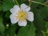 Multiflora Rose (Rosa multiflora)