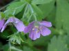 Wild Geranium; Crane's Bill  (Geranium maculatum)