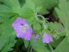 Wild Geranium; Crane's Bill (Geranium maculatum)