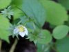 Common Strawberry (Fragaria virginiana)