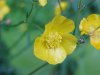 Common Buttercup (Ranunculus acris)