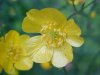 Common Buttercup (Ranunculus acris)