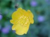 Common Buttercup (Ranunculus acris)