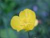 Common Buttercup (Ranunculus acris)