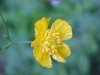 Common Buttercup (Ranunculus acris)