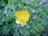 Common Buttercup (Ranunculus acris)
