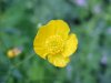 Common Buttercup (Ranunculus acris)