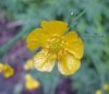 Common Buttercup (Ranunculus acris)