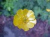 Common Buttercup (Ranunculus acris)