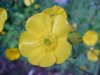 Common Buttercup (Ranunculus acris)