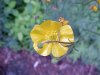 Common Buttercup (Ranunculus acris)