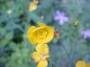 Common Buttercup (Ranunculus acris)