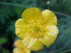 Common Buttercup (Ranunculus acris)