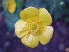 Common Buttercup (Ranunculus acris)