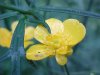 Common Buttercup (Ranunculus acris)