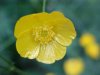 Common Buttercup (Ranunculus acris)