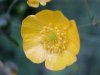 Common Buttercup (Ranunculus acris)