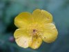 Common Buttercup (Ranunculus acris)