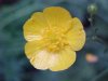 Common Buttercup (Ranunculus acris)